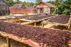 1/2 LB Vanilla Beans - Whole Extract Grade B Pods for Baking, Homemade Extract, Brewing, Coffee, Cooking - 8 Ounces | (Tahitian)